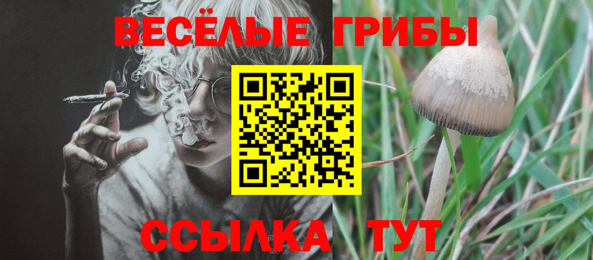 Псилоцибиновые грибы Cubensis Ковров